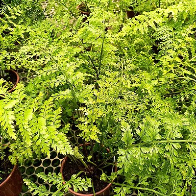 Asplênio - Asplenium Bulbiferum