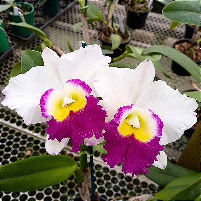 Orquídea Blc. Ana Balmores - Ad