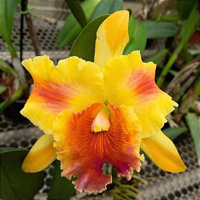 Orquídea Rlc. Amazing Thailand - Ad