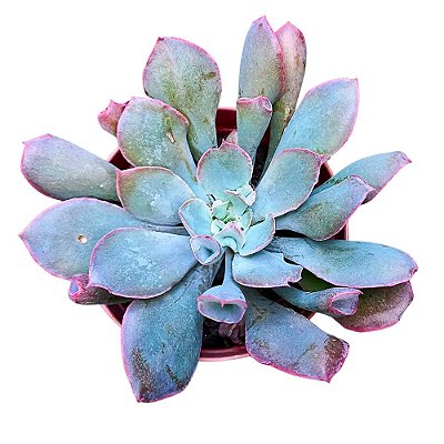 Suculenta Echeveria Pink Trumpet