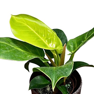 Filodendro Imperial Gold - 30cm