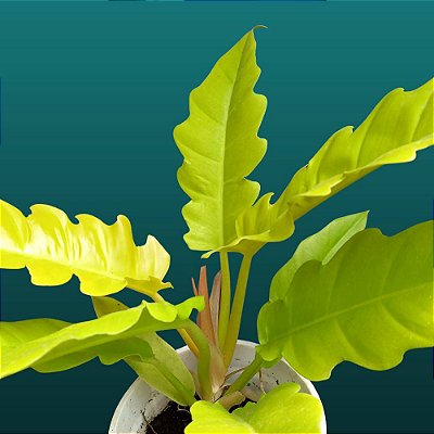 Filodendro Gergaji Gold - 30cm