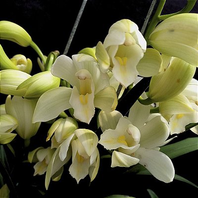 Orquídea Cymbidium Branco Híbrido - AD