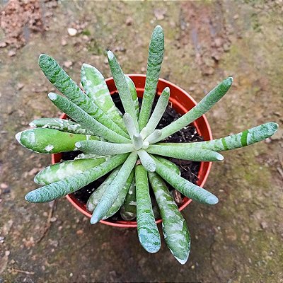 Suculenta Senecio scaposa