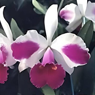 Orquídea Lc. Remo Prada "Crown" - AD