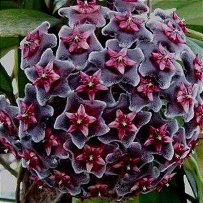 Flor de cera - Hoya kerrii - vinho n.01