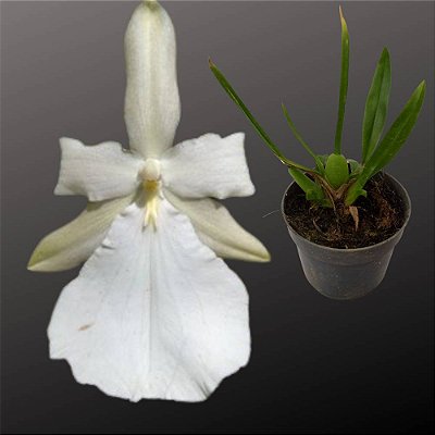 Orquídea Miltonia moreliana alba - 10cm