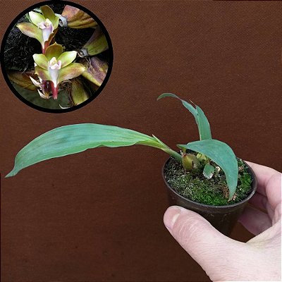 Orquídea Bifrenaria melicolor - Ad