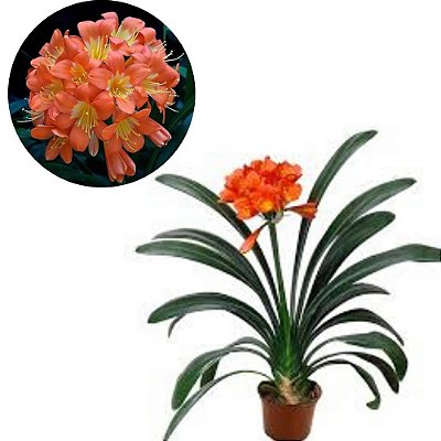 Planta Clivia miniata - 20cm