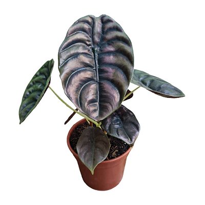 Planta Alocasia cuprea - 25cm