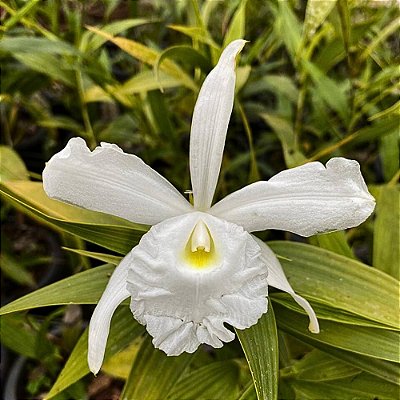 Orquídea Sobralia liliastrum - Ad