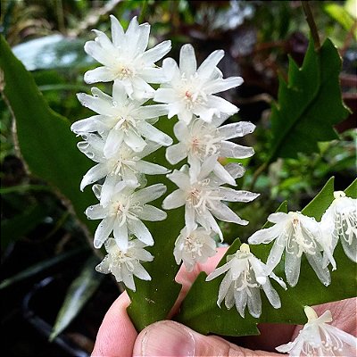 Suculenta Rhipsalis Lepismium - 25cm