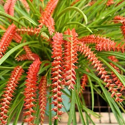 Orquídea Dendrochilum wenzelii red - Ad