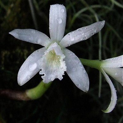 Orquídea Laelia lundii "Alba" - Nbs