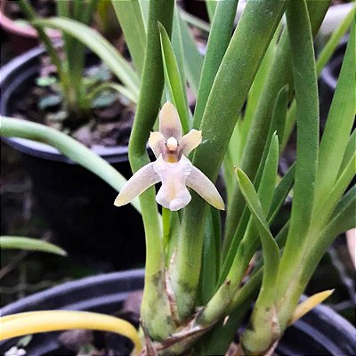 Orquídea Maxillaria robusta - Ad