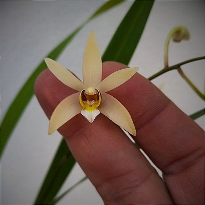 Orquídea Epigeneium cymbidioides - Ad