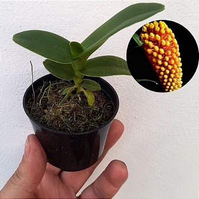 Orquídea Robiquetia cerina amarela - 8cm