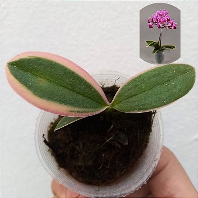 Orquídea Phalaenopsis variegata - 8cm