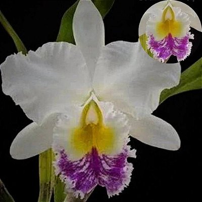 Orquídea Bc. Pastoral Aniel Carnier - Ad