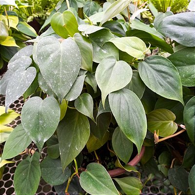 Planta Jibóia verde