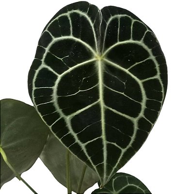 Antúrio clarinervium - 30cm
