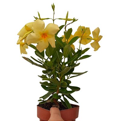 Trepadeira Dipladênia Lemon
