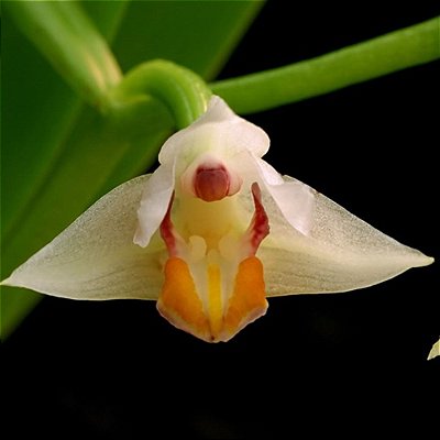 Eria rosea (Cryptochilus roseus ) - Ad