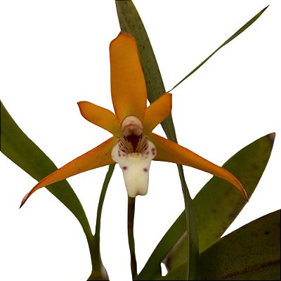 Orquídea Maxillaria chrysantha  - AD