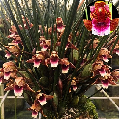 Orquídea Maxillaria sanguinea - Ad
