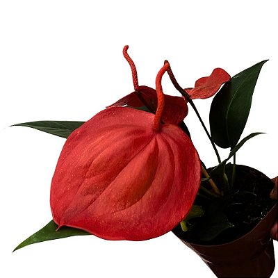 Antúrio scherzerianum - Ad