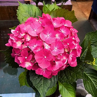 Hortência Rosa - 20cm