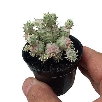 Suculenta Euphorbia mammillaris