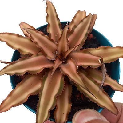 Bromélia Cryptanthus bivittatus