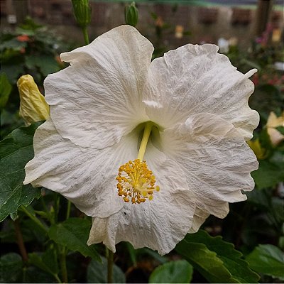 Hibisco Bege n.02