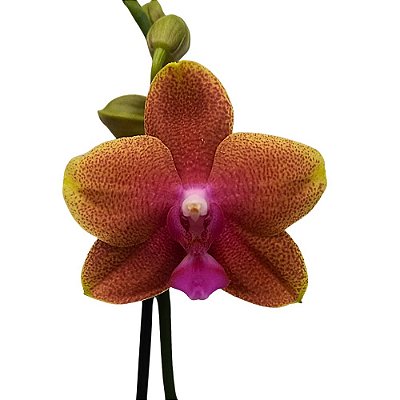 Orquídea Phalaenopsis Abóbora mesclada - Ad