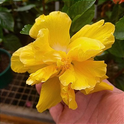 Hibisco Amarelo dobrado - 25cm