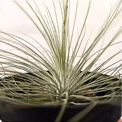 Bromélia Tillandsia argentea - 7cm