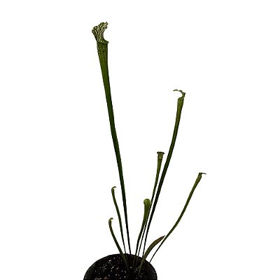 Planta Sarracenia leucophylla green (Carnívora)