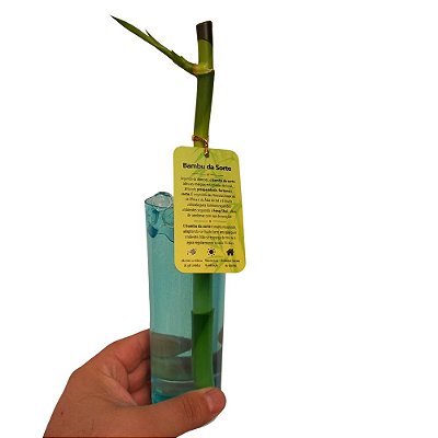 Planta Bambú da sorte (Dracaena sanderiana) - Pote