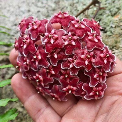 Suculenta Hoya kerii - Flor de Cera Vermelha - Vaso 14