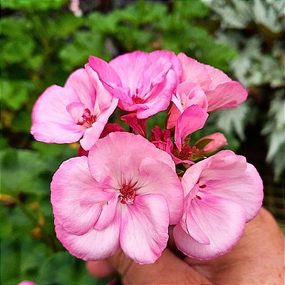 Gerânio Pendente - Pelargonium zonale - Rosa