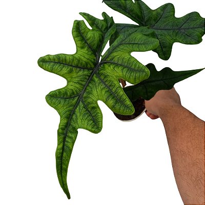 Alocasia Jacklyn - 30/40cm
