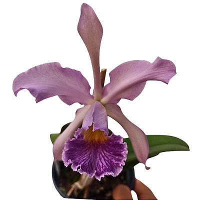 Orquídea Cattleya Whitei coerulea - AD