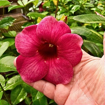 Planta Alamanda vinho