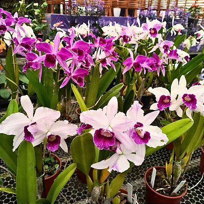Orquídea Laelia purpurata diversas 3 unid. - Ad
