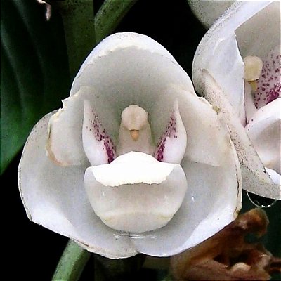 Orquídea Peristeria elata - 30cm