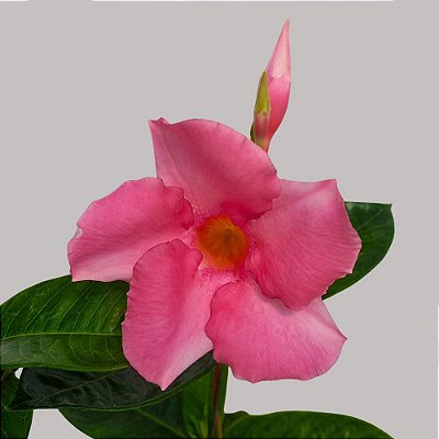 Trepadeira Dipladênia Rosa Gigante