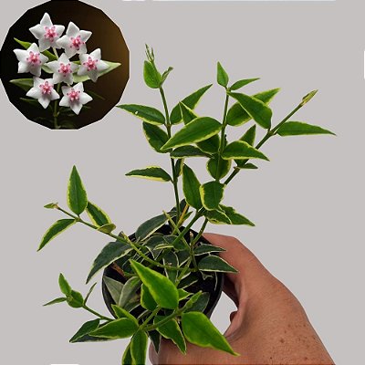 Suculenta Hoya bella variegata - Flor de Cera
