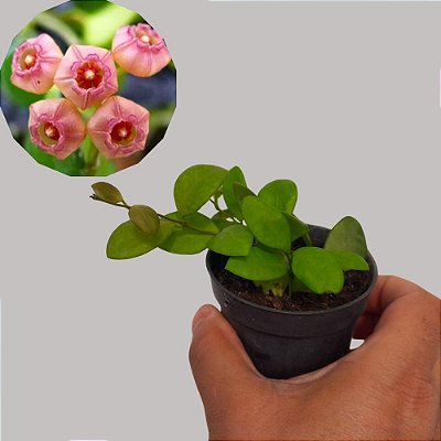 Suculenta Hoya heuschkeliana - Flor de Cera