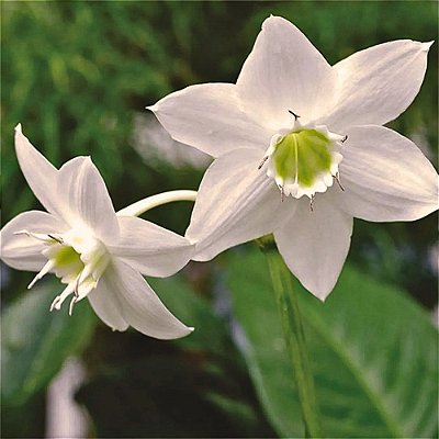 Lírio do Amazonas - (Eucharis grandiflora)